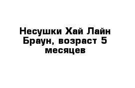 Несушки Хай-Лайн Браун, возраст 5 месяцев